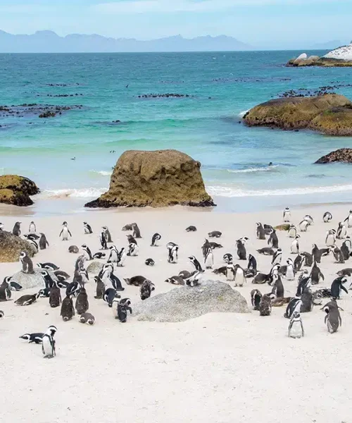 Boulders-Penguin-Colony-Cape-Town-9